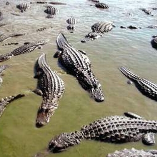 AlligatorsR