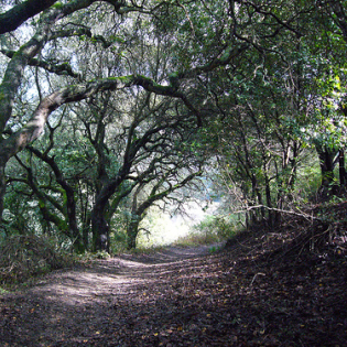 The Path Home