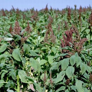 interminable field of weeds