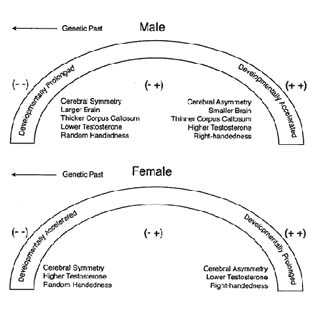 transmodel