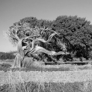 windswept tree